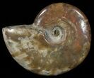 Flashy Red Iridescent Ammonite - Wide #52330-1
